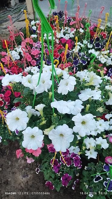 Asılan səbətlərdə Petuniya və digər mövsümi çiçək kompozisiyaları -