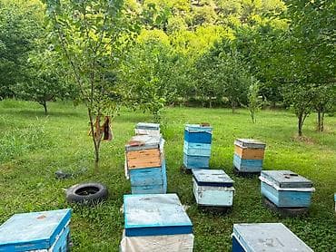 şeki: 37 sot, Biznes üçün, Mülkiyyətçi, Müqavilə — 7