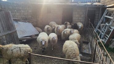 saanen keçisi satilir: Satılır: qoyun sürüsü Qiymət razılaşma yolu ilə. Hələ indi 1ci — 2