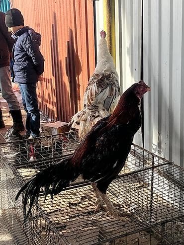 Pişiklər: Mal: Xoruz (iri cins) Təsvir: - Boyu hündür, güclü skeletli, uzun — 3