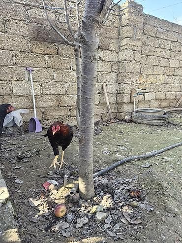 Quşlar: Məhsul: Xoruz (yerli həyət quşu) Təsvir: - Rəng: qara-bənövşəyi — 3