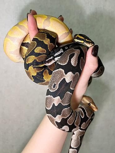 ko samo: Мы стремимся соответствовать как минимум уровню российского рынка — 9