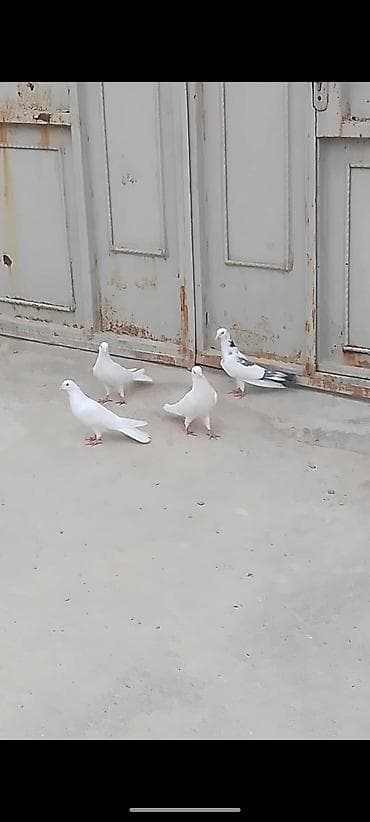 sesar quşu: 4 eded quwlar satilir ela saxlamali heyvandilar iki erkey iki maya — 4