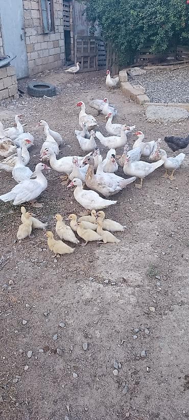 tap.az inekler: Aq muskov cins ordeyler balasi satilir unvan saray qesebesi — 4