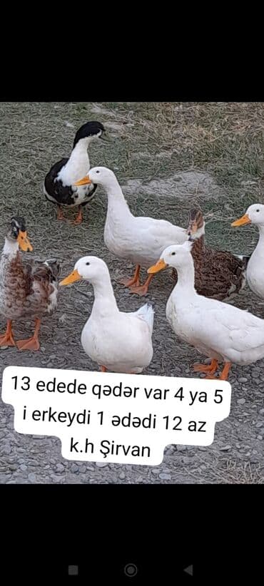 mandarin ordəyi: Satılır: ördəklər - Ümumi say: təxminən 13 ədəd - Cins nisbəti: 4–5 — 1