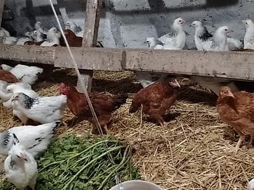 cücə alıram: 3 Aylıq toyuqlar colpa satilir 1 dənəsi 10 azn 60 dənə var unvan — 3