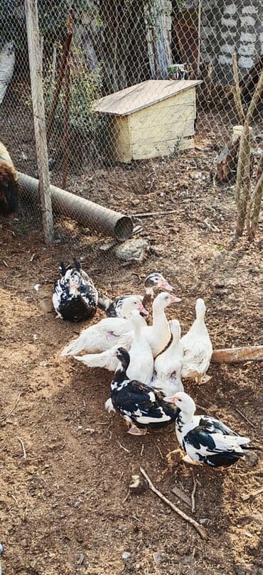 Balıqlar: Dişi, | Lal ördək, Ətlik — 1