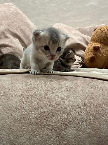 munchkin pişik: Britan, Erkək, Dişi — 2