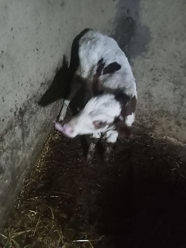 Коровы, быки: Birc qarin dügedi ciddi şexsler zeng vursun — 8