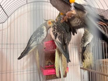 cücə qəfəsi: Nimfa (cockatiel) tutuquşuları – müxtəlif rənglərdə və naxışlarda - — 3