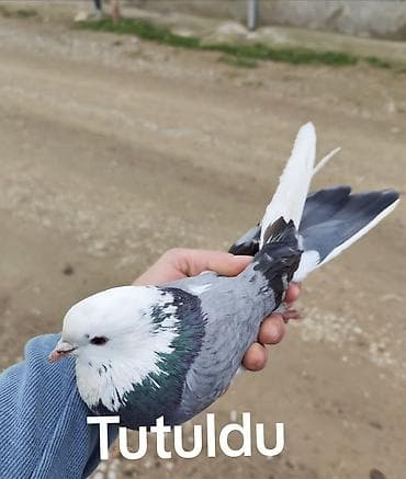 korella quşu: Erkəydi 4 5 saatını görmüşəm qiymət sondu istəyən olsa vçp yazar — 2