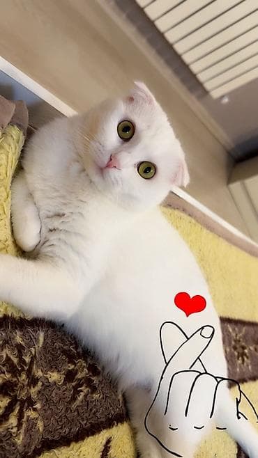 Şotland yastı qulaq, Dişi, Cütləşmə üçün