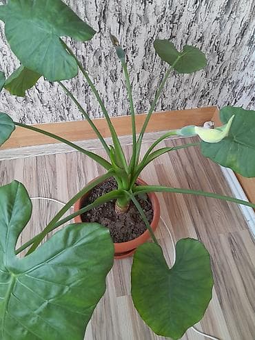ev guləri: Alokaziya (Alocasia) otaq bitkisi – iri, ürəkvari-oxvari yaşıl — 2