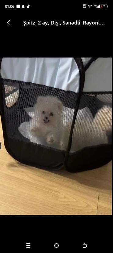 ov iti satisi: Şpitz, 1 ay, Dişi, Sənədli, Rayonlara çatdırılma — 1
