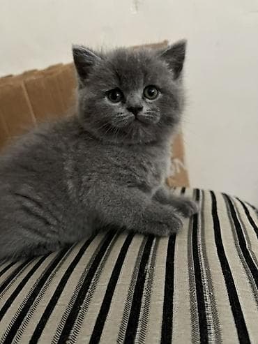 Böyük gözlü, börkü kimi yumşaq, boz rəngli bala pişik — 1