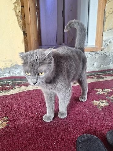 pers pisikler: Şotland yastı qulaq, Dişi, Yaxşı əllərə, Ünvandan götürmə — 2