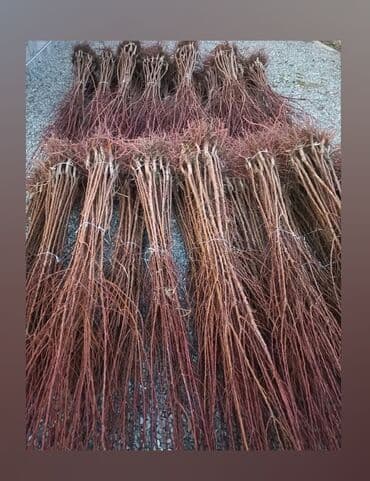 zeytun satışı: Ərik Tingləri . "Saglam Tinglər Saglam Bagçiliqin Təminatidir"🌱 Yeni — 5