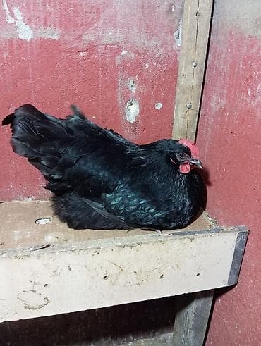 Atlar: Toyuq, Australorp, Damazlıq — 5