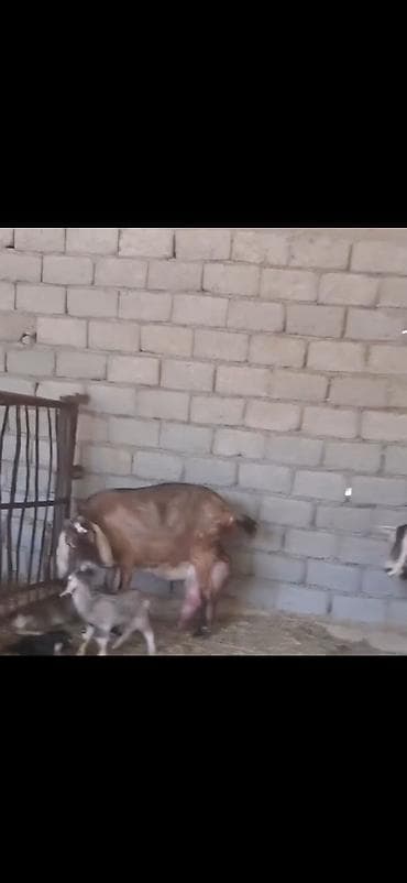 keçi satan: Alpin kecisi 4 lt sud verir 3 balasi var 28 I bu gun dogub cox saglam — 3
