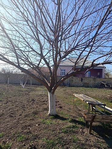 xocasen kiraye evler: Mingəçevir, 1000 kv. m, 1 otaqlı, Hovuzsuz, Su — 6