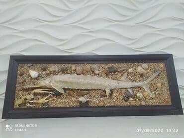 07 sekilleri yukle: Balıq əl işi.Uzerindeki balıq təbii balıqdır. Gözəl bir — 3