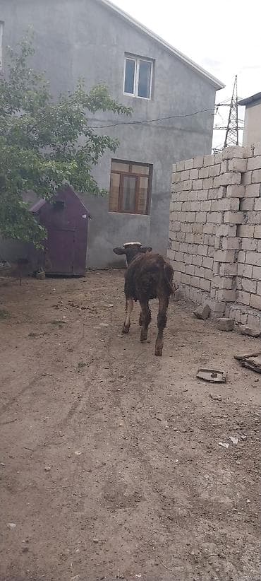 Рогатый скот: Mal-qara: 2 baş dana - Növü: Yerli cinsli (Simmental tipli rəng — 4