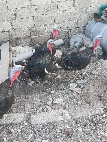 hinduşka balalari: 4 ədədi Erkək Quşu Bronza Cinsi Peyvəndlər vurulub Damazlıq üçündə — 2