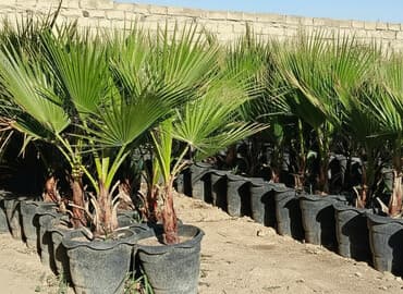 Bitkilər: Vaşinqton sortu palmaları super vəzyətdə qab məhsullarıdı şidil — 1