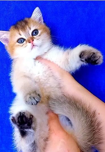 Qızıl şinşilla, Dişi, Yaxşı əllərə, Ünvandan götürmə