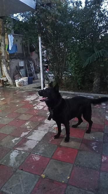 Alman çoban iti, 1 il, Erkek — 4