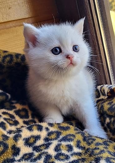 ana ari satisi: Şinşilla, Erkək, Dişi, Pulsuz çatdırılma — 5