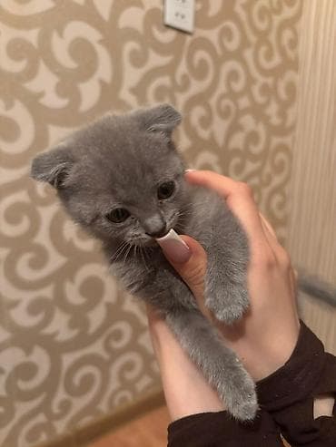 Şotland yastı qulaq, Yaxşı əllərə