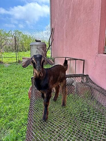 ucuz pisik yemekleri: 2-ci qarın əkiz balalı Alpin keçisi, balaları Hələbin mələzidir. Bir — 4
