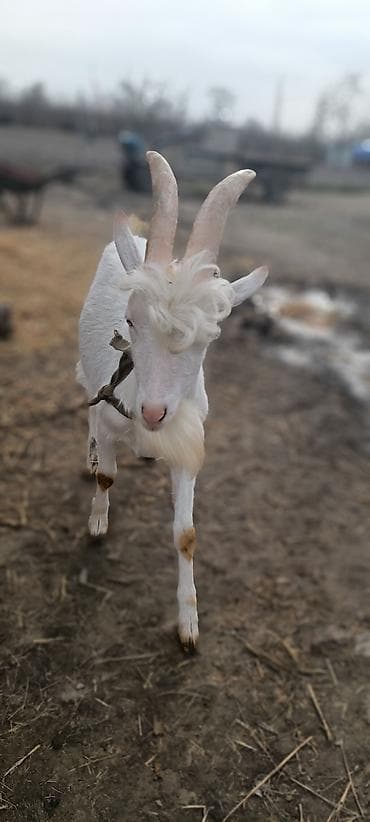 çəpişlər: Sani keçiləri 5 ana 8 bala Süd yönümlü keçilər – ağ və qara rəngli — 3