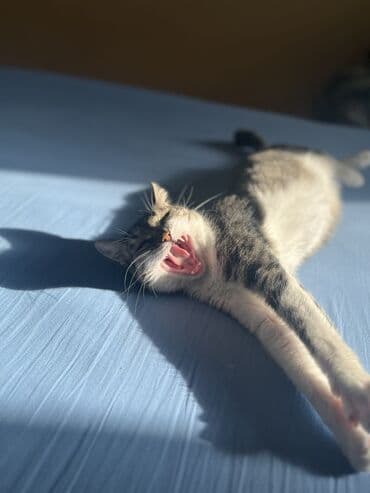 кошка в добрые руки: Самка, В добрые руки, Самовывоз — 6