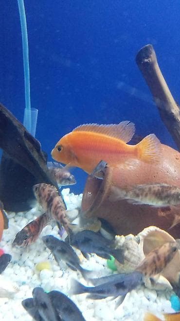 gencede it satisi: Limon fayfiş multikalor ləpart — 4