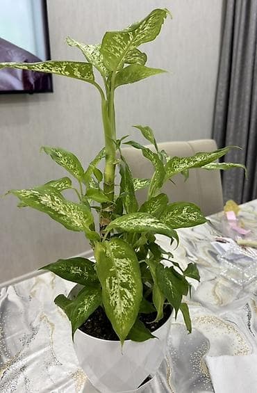 diffenbaxiya bitkisi haqqinda melumat: Dieffenbachia (ağ xallı tropik otaq bitkisi) - Növ: Dieffenbachia — 5