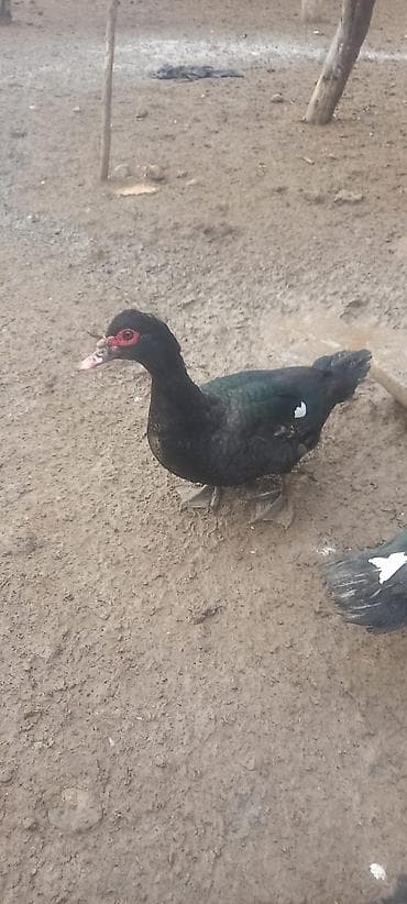 Zümrüdü Erkək, damazlıq aktiv xoruzdur 7 aylıq ördəkdirbilən blir at lalafo.az Zümrüdü Erkək, damazlıq aktiv xoruzdur 7 aylıq ördəkdirbilən blir