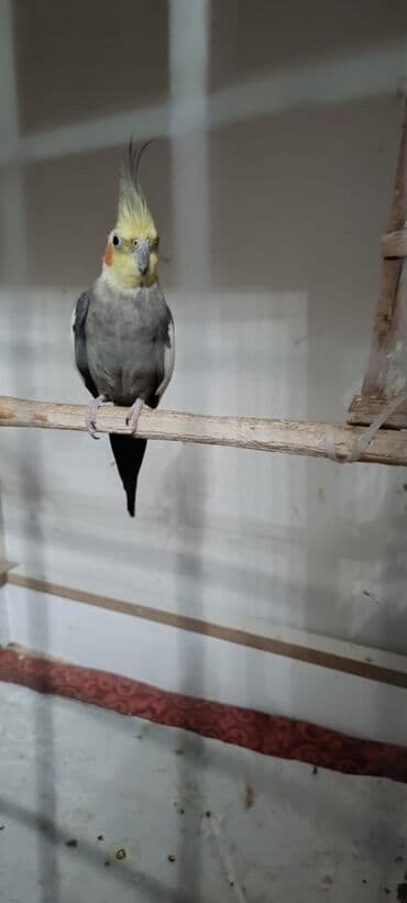 quş xana: Ələ öyrənibdi oxuyur erkəkdi pul lazımdı deyin satlır ciddi şəxslər — 5