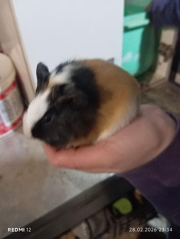 Heyvanlar üçün mallar: Ana ata 2 bala hamısı birlikdə 100 manat çatdırılma odənislidi — 4