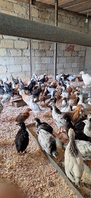 hinduşqa cücəsi: Toyuq cücələri, Damazlıq, Ödənişli çatdırılma — 4