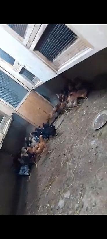 Toyuq cücələri, Ətlik lalafo.az -da Toyuq cücələri, Ətlik