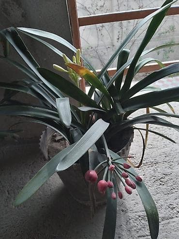 Kliviya (Clivia miniata) – otaq bitkisi - Uzun, qalın, tünd-yaşıl
