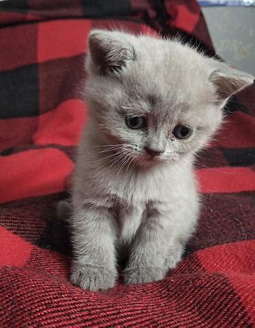 heyvan paltarı: Şotland, Dişi — 6