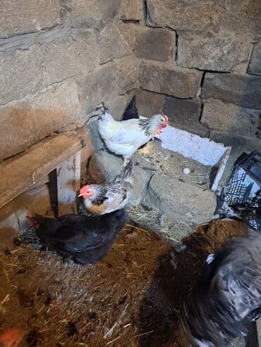 hazır yuva: Toyuq, Damazlıq — 8