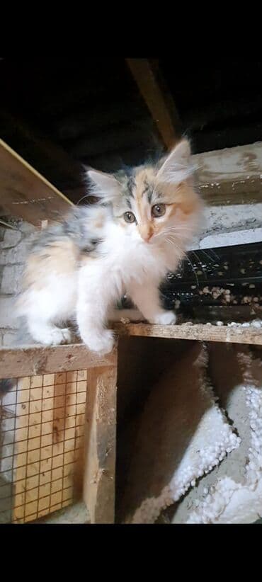 pişik balasi: Erkək, Dişi, Yaxşı əllərə, Ünvandan götürmə — 5