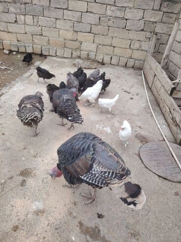 toyuga verilen adlar: Məhsul: Evcəl quşlar – hinduşka və toyuq sürüsü Təsvir: - Şəkildə iri — 4