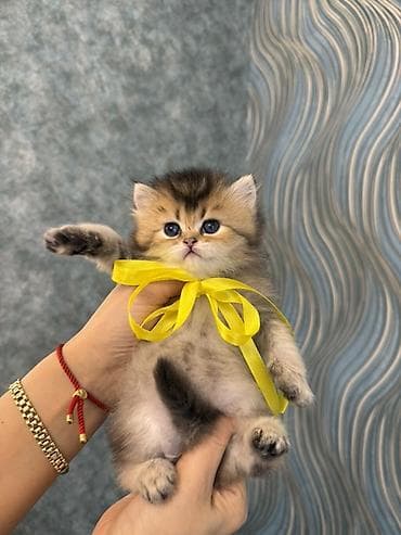 british shorthair: Britan — 2