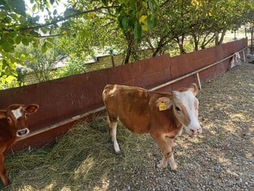 Satlıq dişi buzov Gördüyünüz sarı dişi dana satılır 7 aylıq dişi lalafo.az -da Satlıq dişi buzov Gördüyünüz sarı dişi dana satılır 7 aylıq dişi