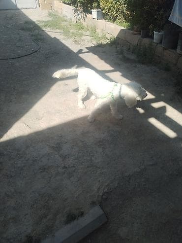 it: Bişon Frize — 6